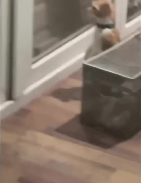 Cat Knocks Box Off Ledge