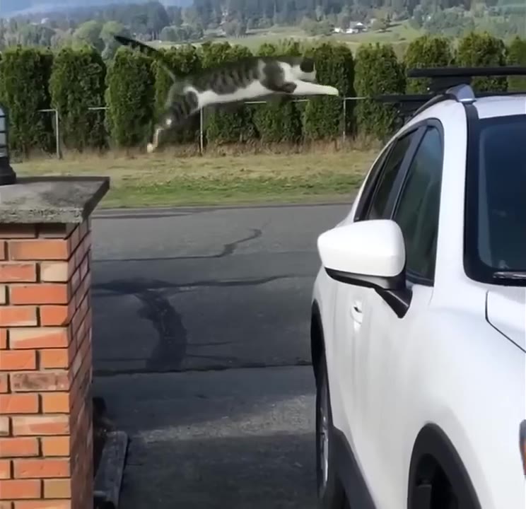Cat Leaps Off Brick Wall