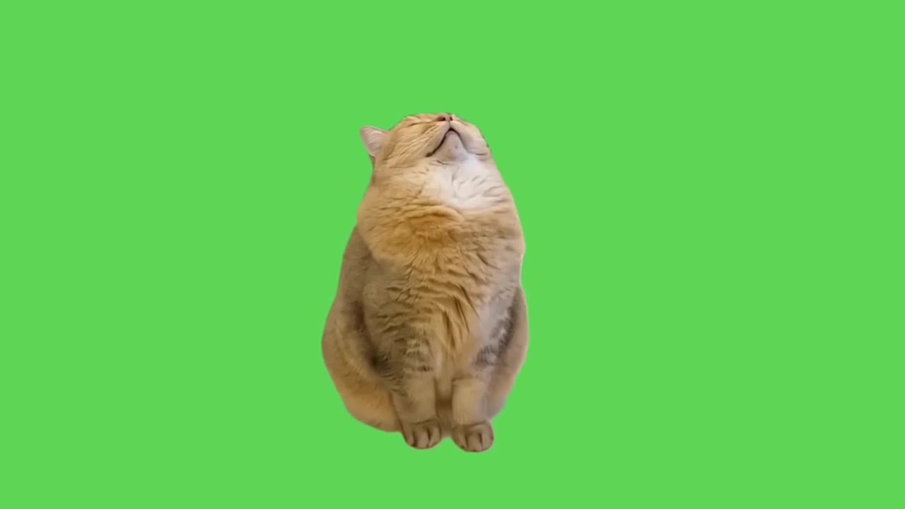 Cat Looking Up Surprised