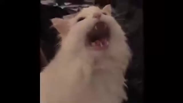 Cat Looking Up With Pleading Expression