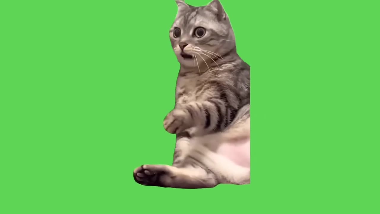 Cat Looks Shocked