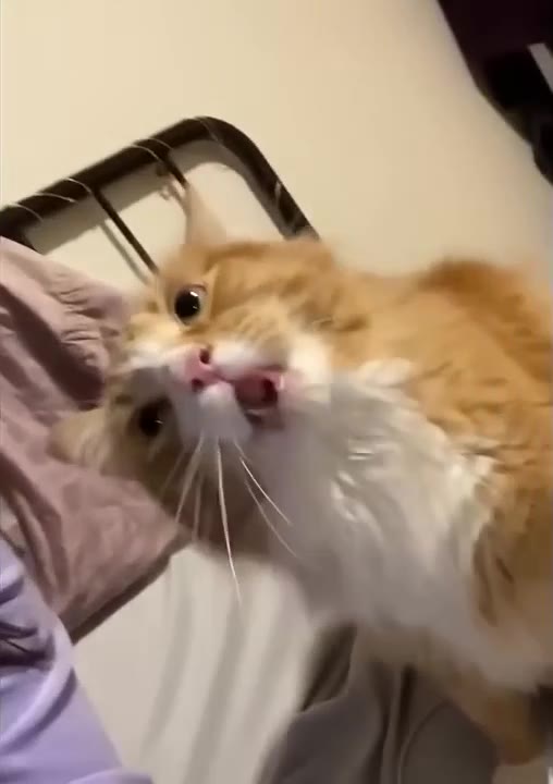 Cat Looks Up Amazed