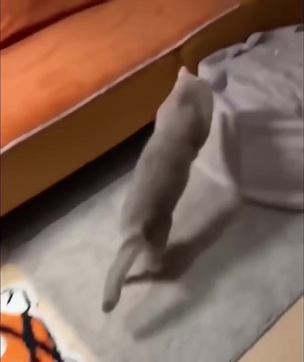 Cat Lounges On Bean Bag Chair