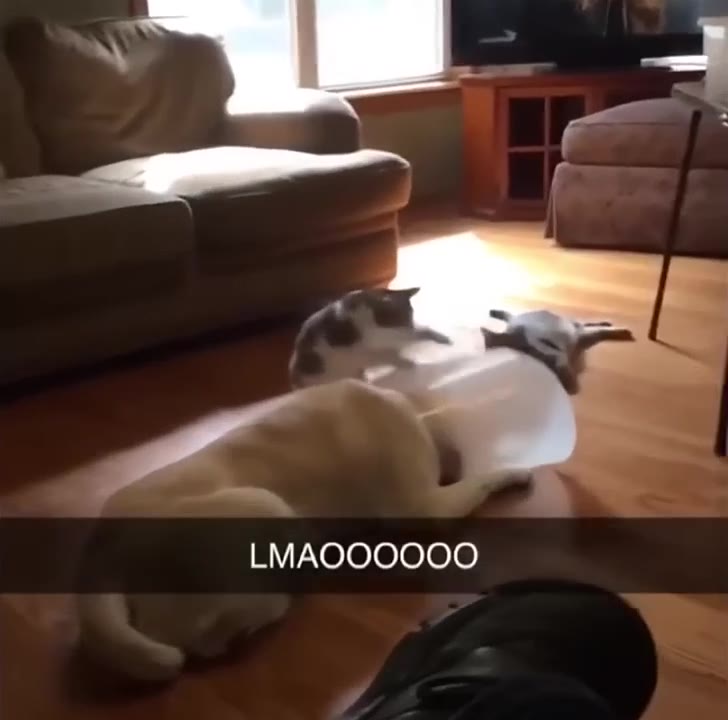 Cat Lounging On Its Back