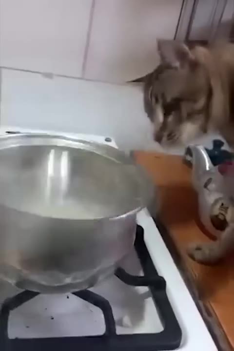 Cat Lowers Head Into Pot