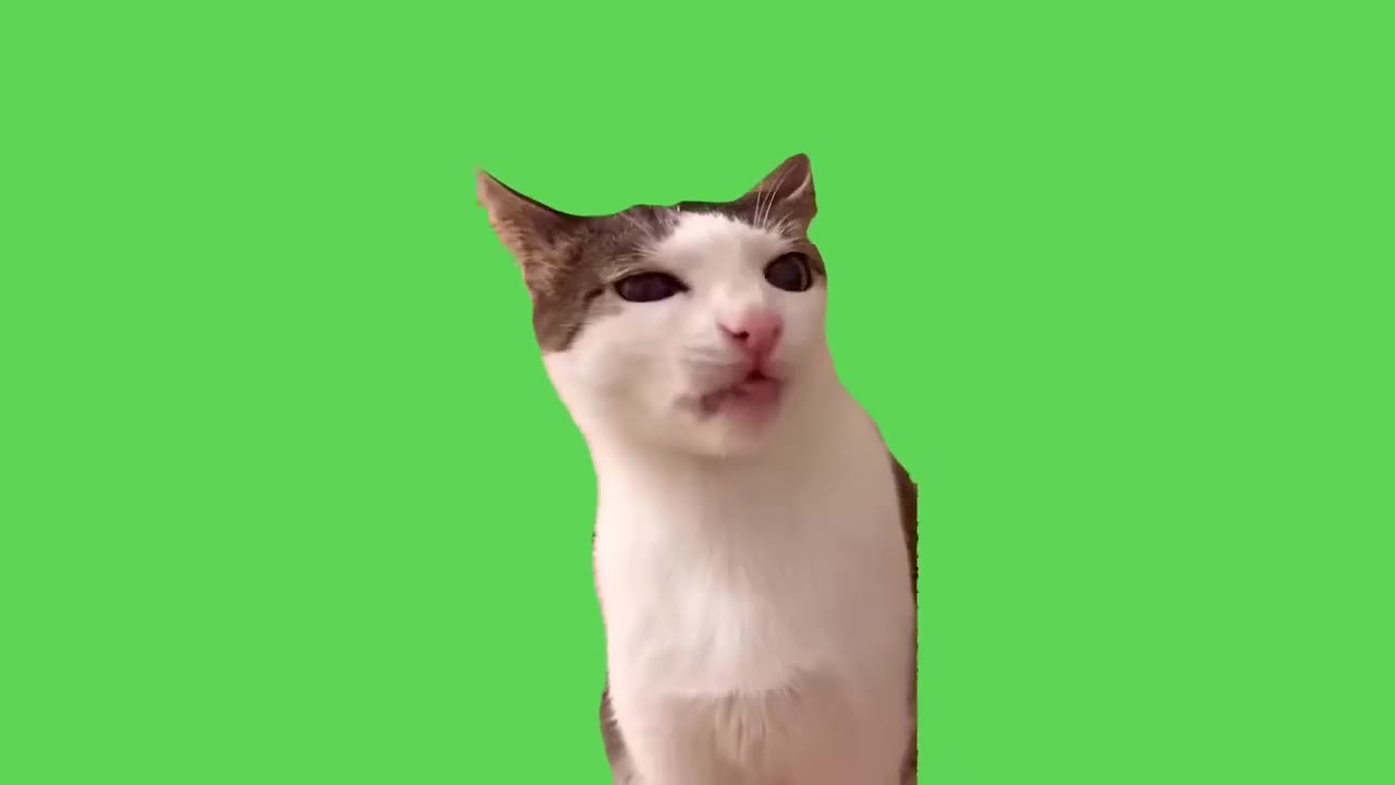 Cat Makes Disgusted Face