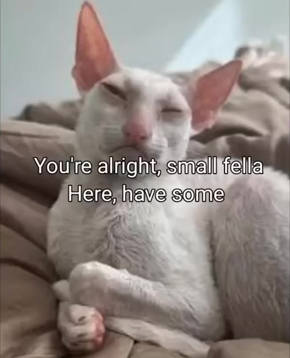 Cat Offered Glass Of Milk
