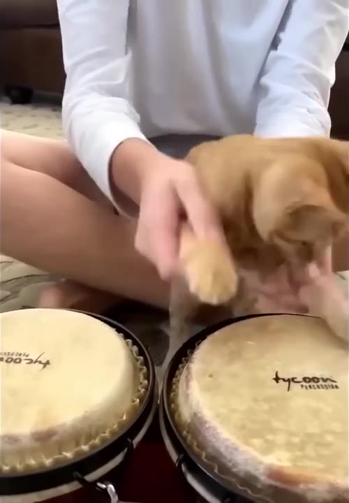 Cat Paws At Drums