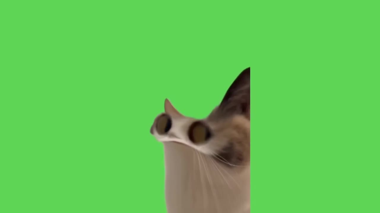 Cat Peeking With Surprised Eyes