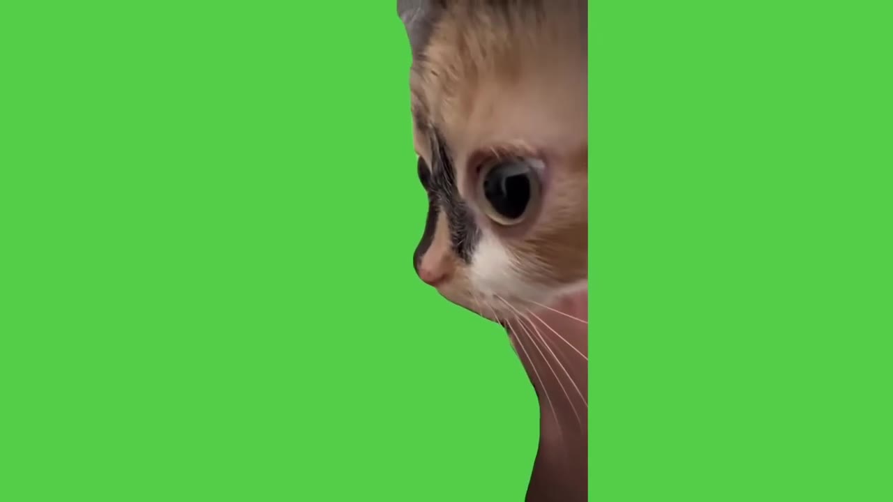 Cat Peeks Around Corner