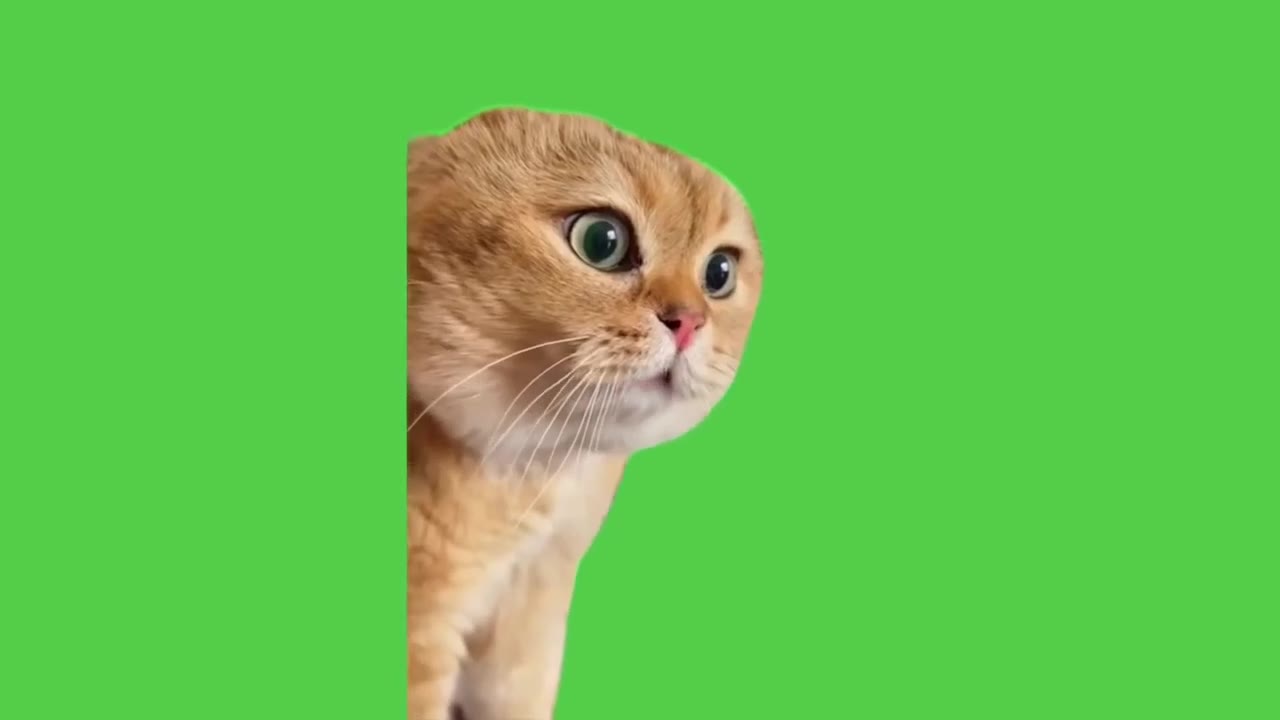 Cat Peeks Around Corner