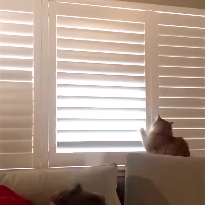 Cat Peering Through Window Blinds