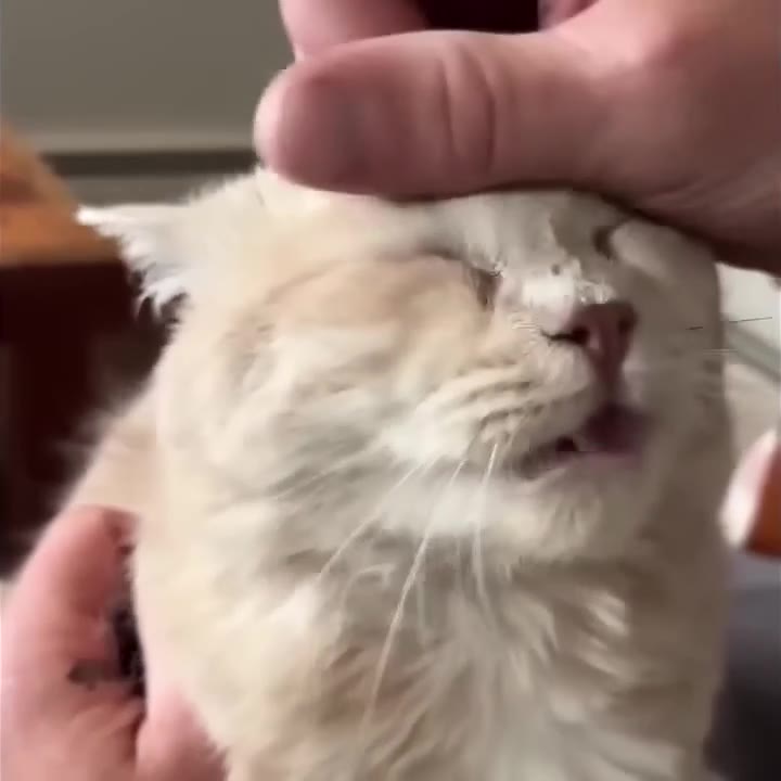 Cat Playfully Bites Hand