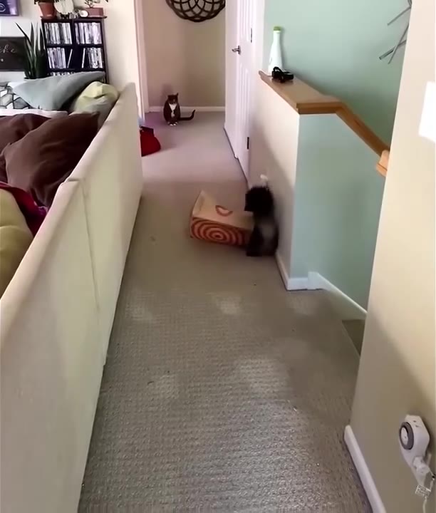 Cat Pounces On Spiral Target Mat