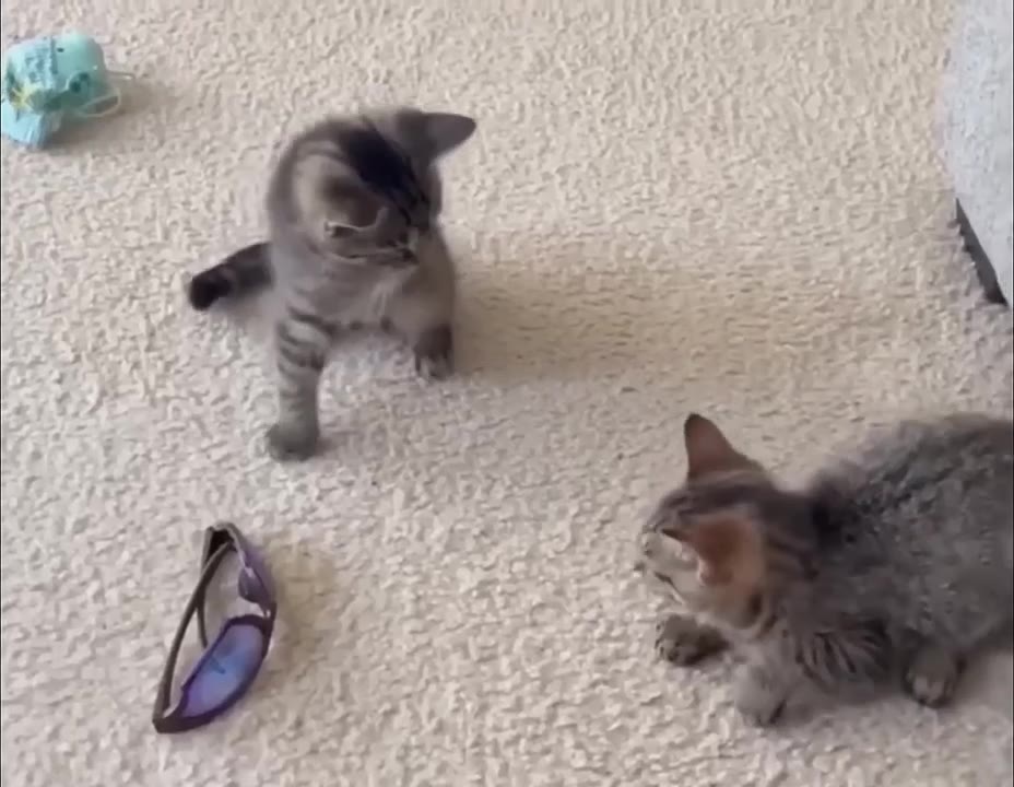Cat Swats At Rival Cat