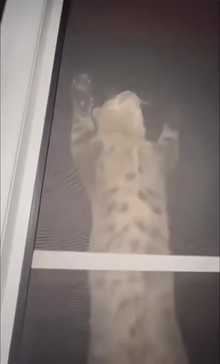 Cat Presses Paws Against Window