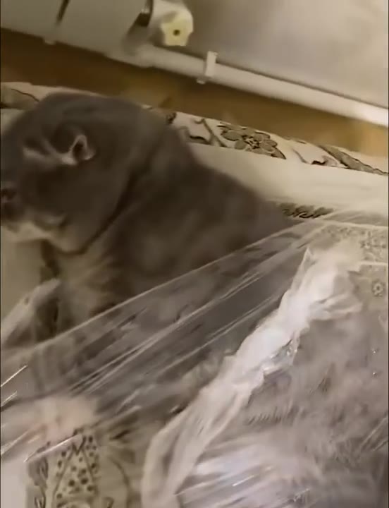 Cat Reacts To Phone Animal Video