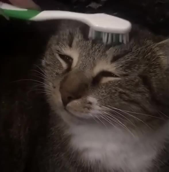 Cat Reacts To Toothbrush