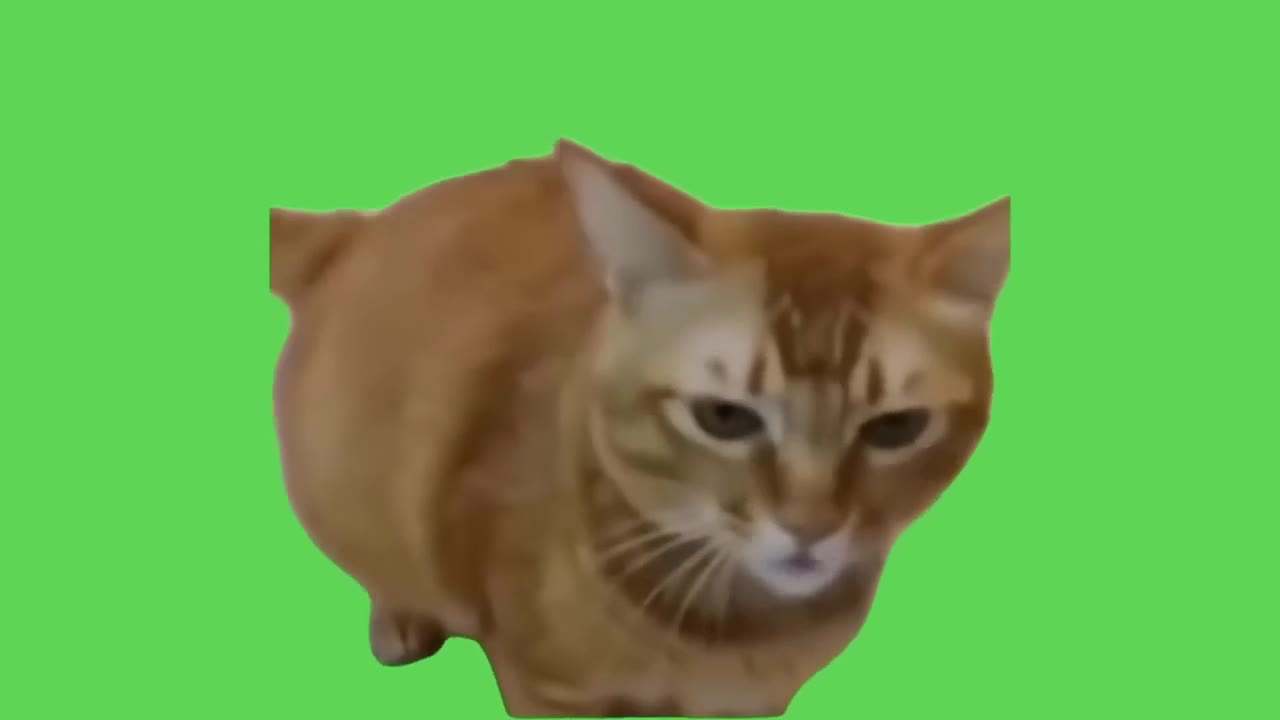 Cat Screaming Shocked Expression