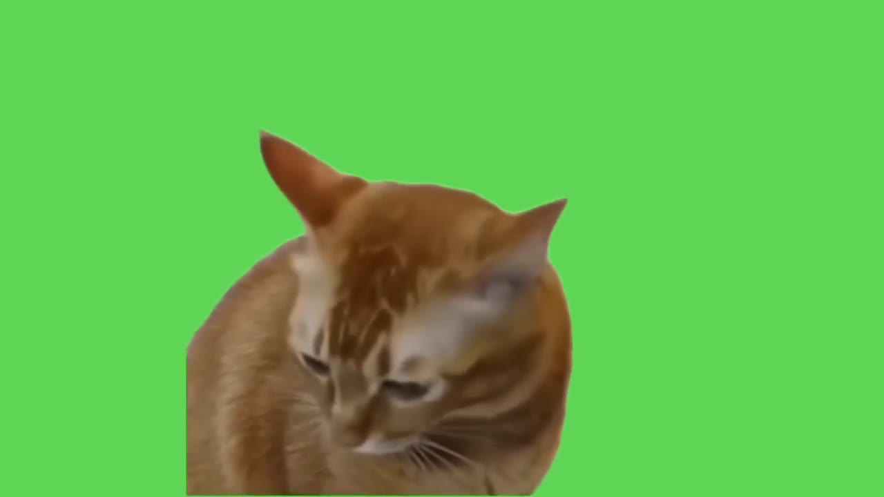 Cat Side Eye Stare