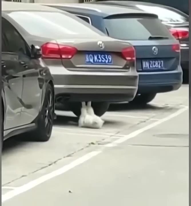 Cat Sits Between Parked Cars