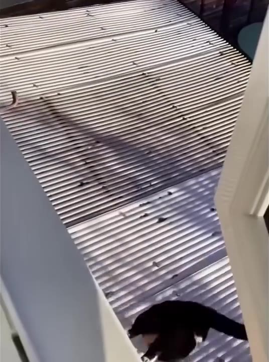 Cat Inspects Balcony Railings