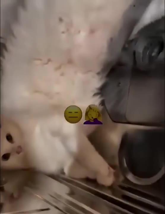 Cat Sniffs Dishwasher