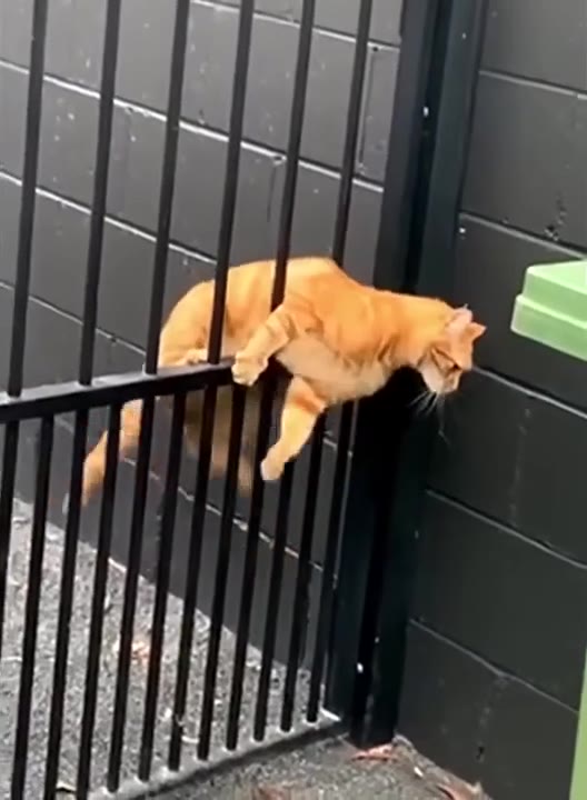 Cat Squeezes Through Cage Gap