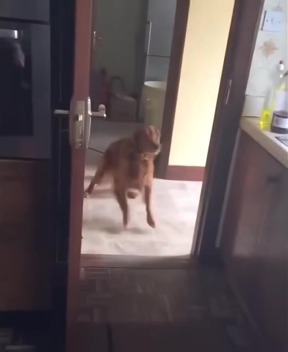Cat Stalks Kitchen Counter