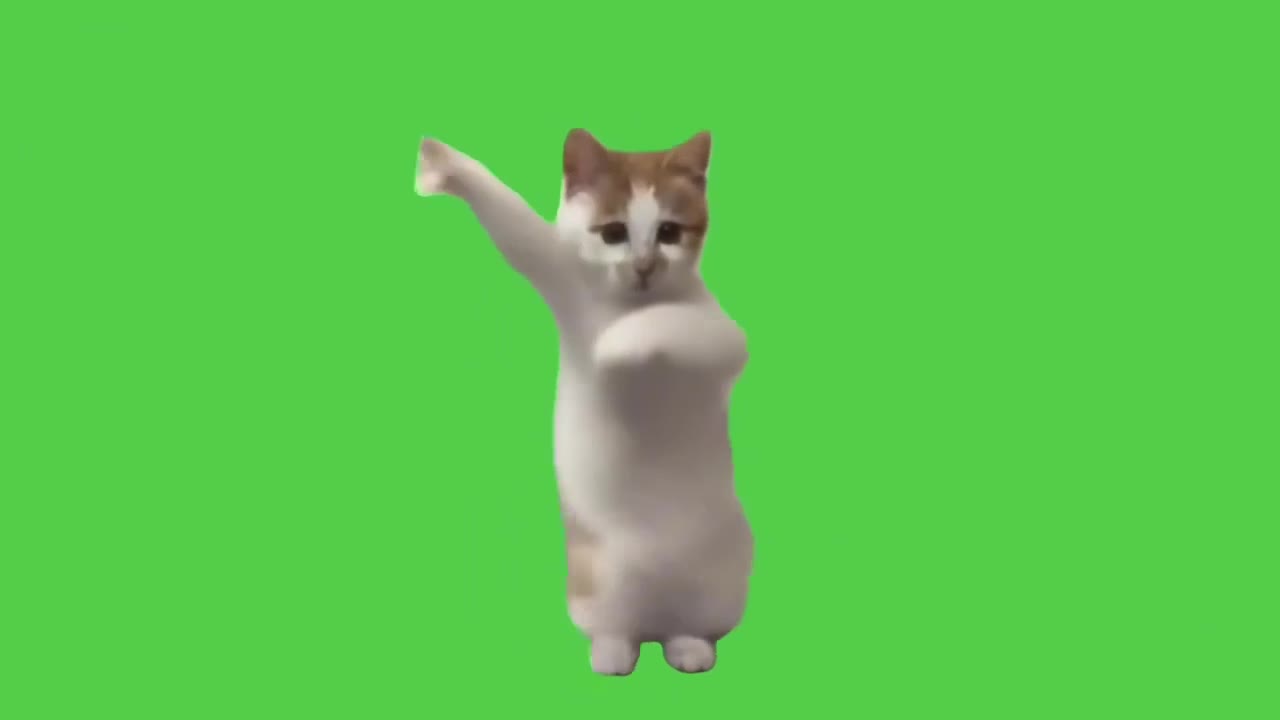 Cat Standing On Hind Legs