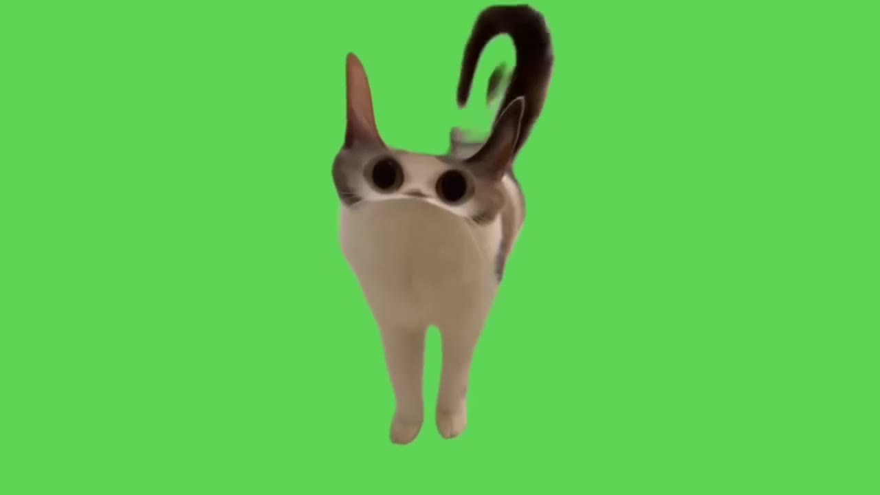 Cat Standing On Hind Legs