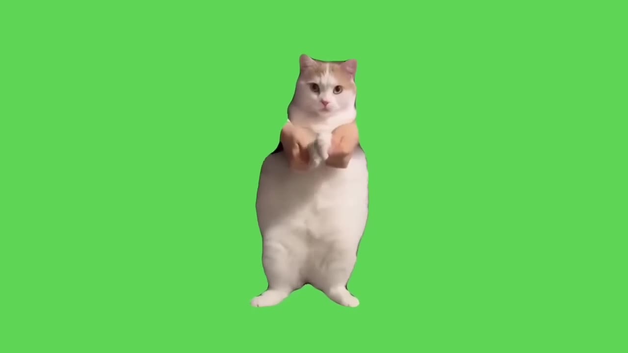 Cat Standing Upright Unimpressed