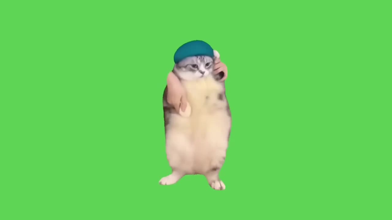 Cat Stands In Bucket Hat Shocked