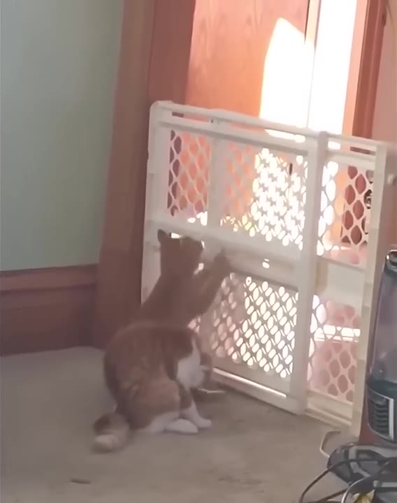 Cat Stands On Hind Legs At Gate