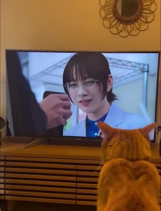 Cat Stares at Changing TV Screen