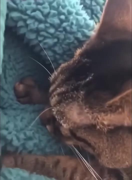 Cat Stares At Pink Toy