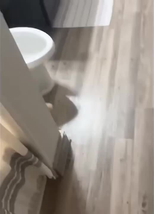 Cat Stares Intensely