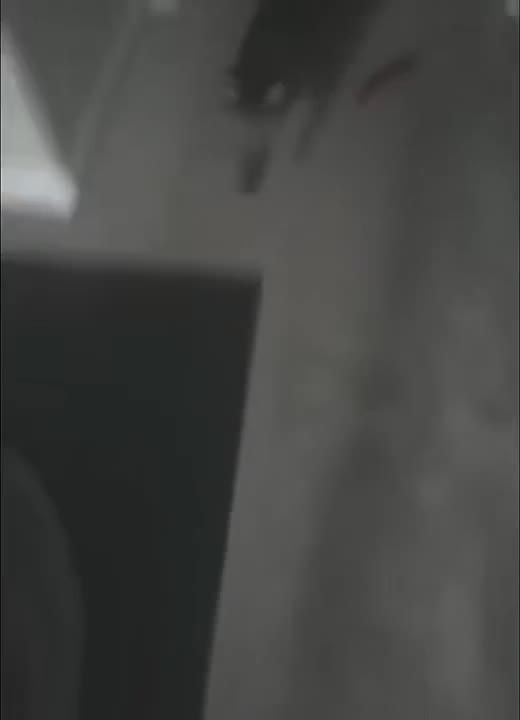 Cat Stares Intently