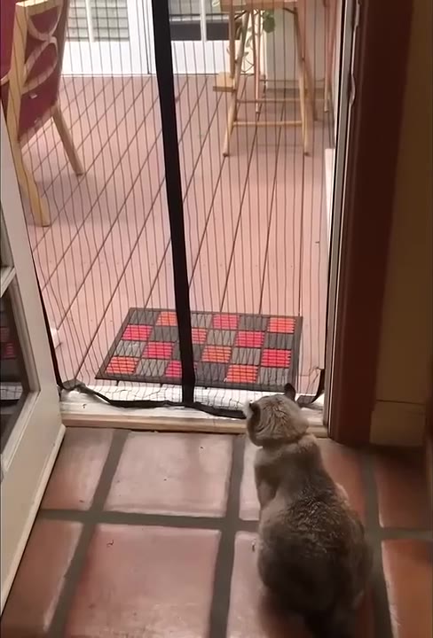 Cat Stares Out Window Longingly