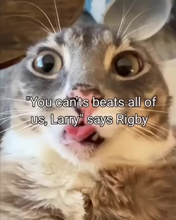 Cat Sticks Tongue Out Confidently