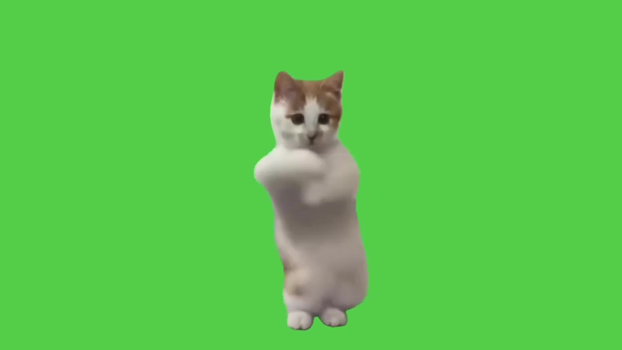 Cat Stretches Tall