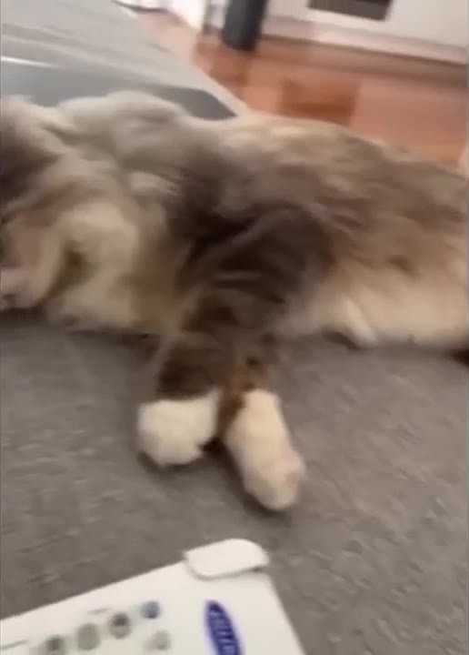 Cat Stretching On Carpet