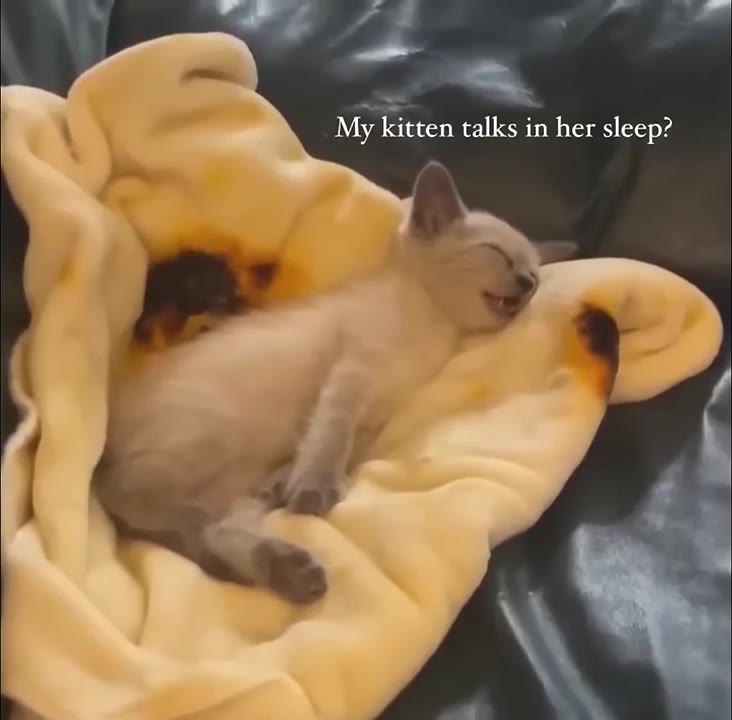 Cat Talks In Her Sleep