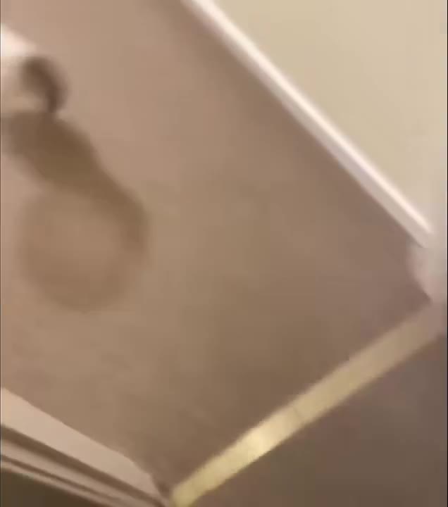 Cat Trotting Down Hallway