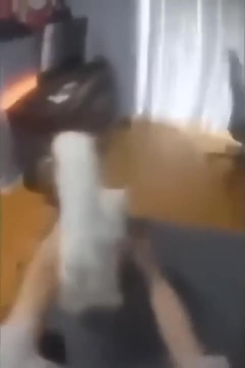 Cat Tumbles Off Couch