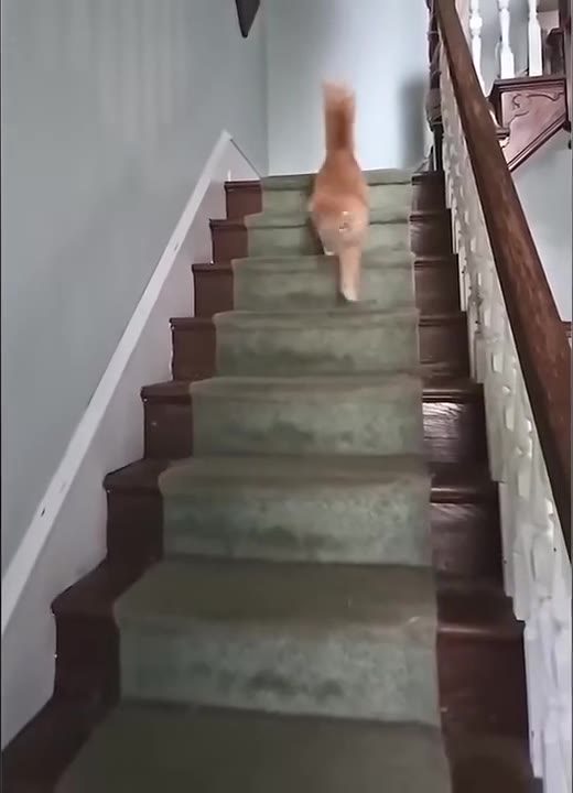 Cat Walks Down Stairs