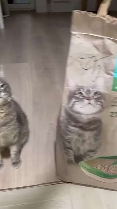 Cat Walks Into Litter Box