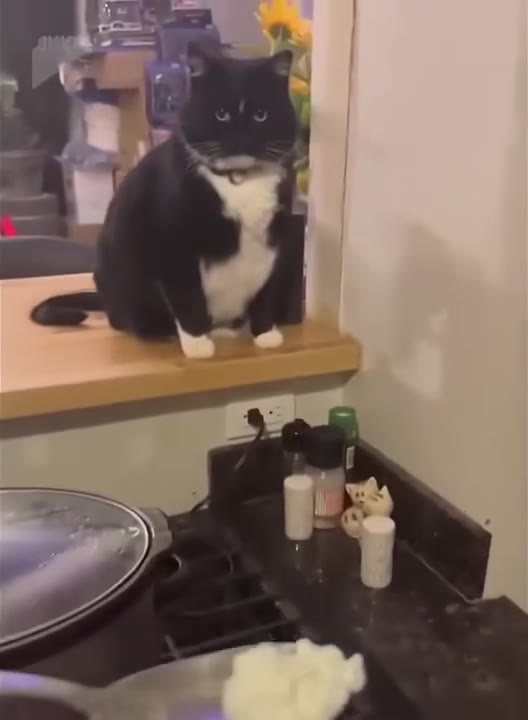 Cat Watches Cooking Intently