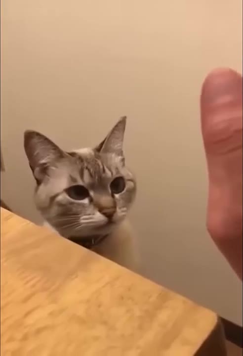 Cat Watches Pointing Finger
