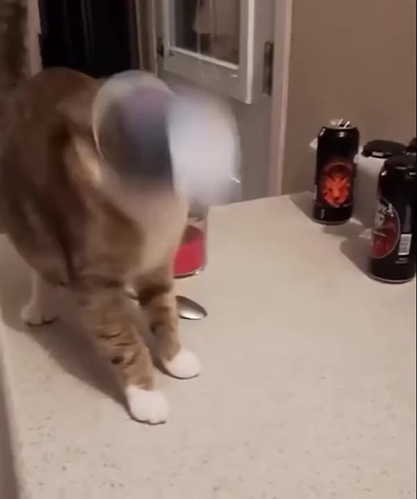 Cat With Ball Head
